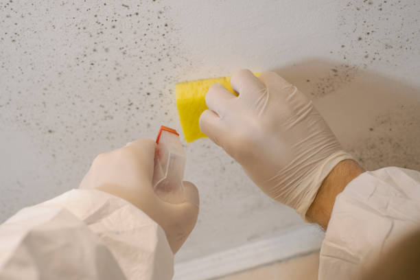  Palmetto, FL Mold Removal Pros