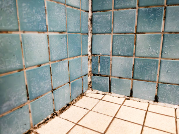 Trusted Palmetto, FL Mold Removal Experts